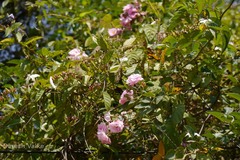 Rosa multiflora